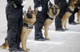 Curso de vigilante con perro-www.alpeformacion.es
