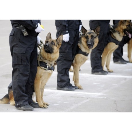 FEVS vigilancia con perros